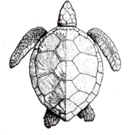 Une image contenant reptile, tortue Description générée automatiquement